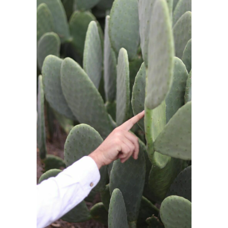 Rosa Cactus leather bag